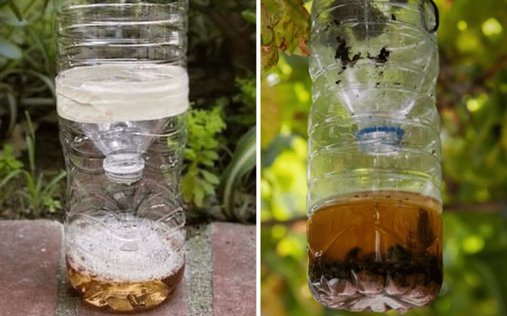 Éliminez toutes les mouches de chez vous avec une simple bouteille en plastique