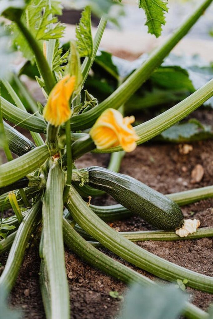 Les astuces pour une récolte généreuse de courgettes