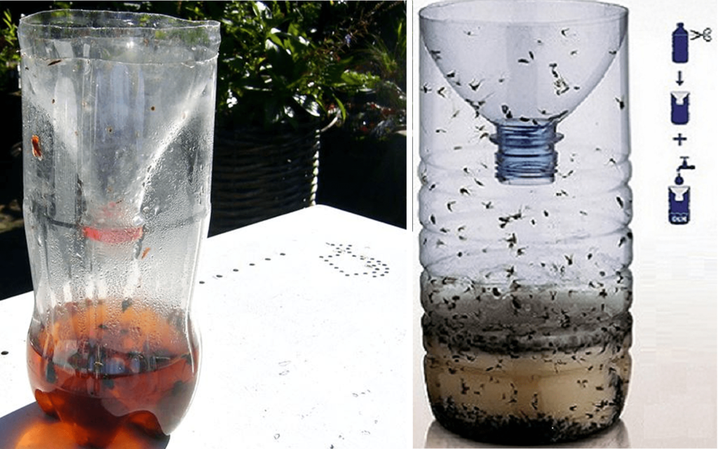 Un piege à moustiques infaillible Comment cette astuce simple change tout