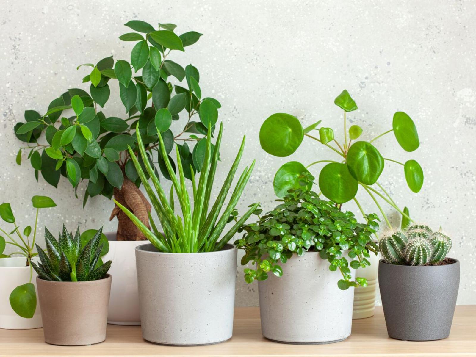 5 plantes d'intérieur faciles à entretenir pour les débutants