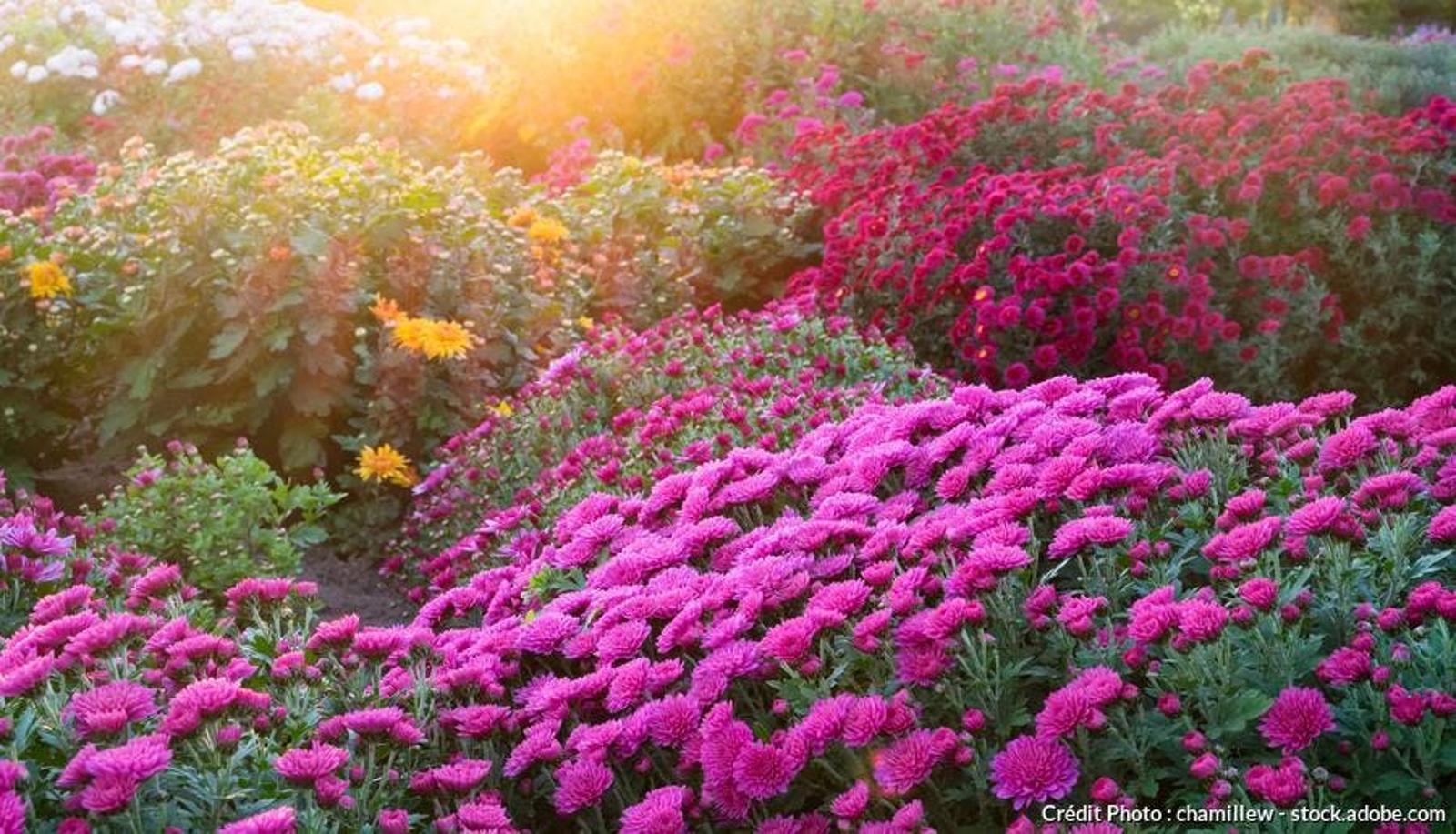 Chrysanthèmes en explosion