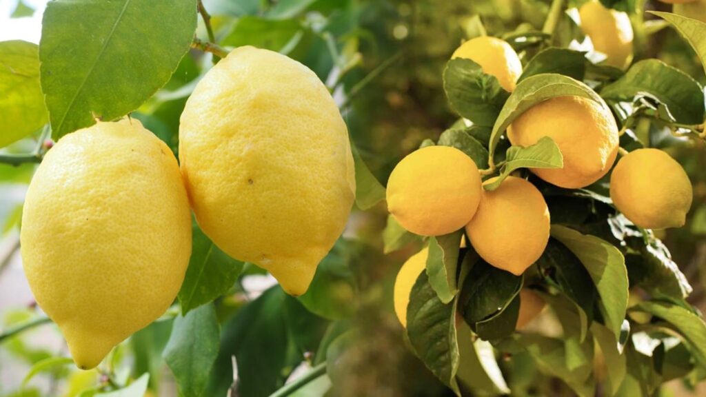 Découvrez la méthode insolite pour faire pousser un citronnier à partir d'un simple pépin