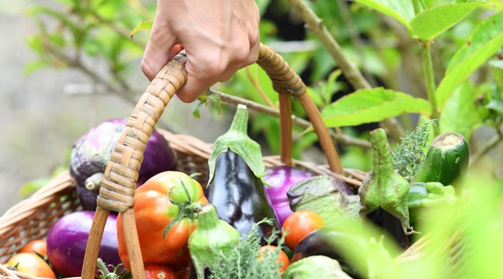 Les 7 secrets de jardiniers pour des fruits et légumes parfaits