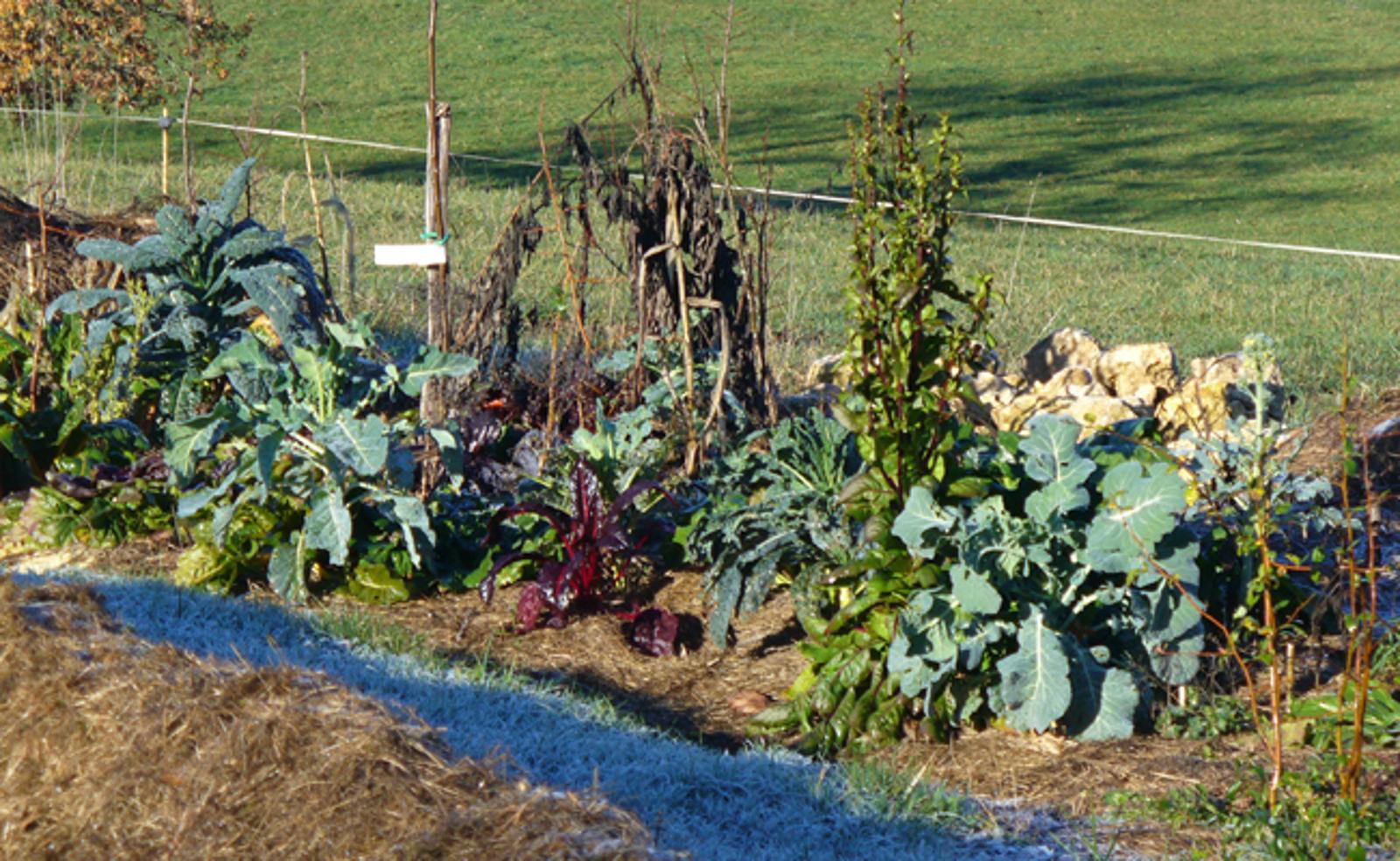Permaculture pour débutants