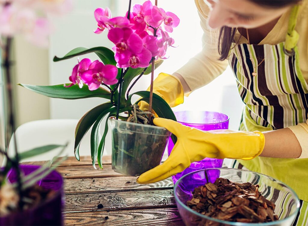Vous ne croirez jamais comment ces astuces d'automne vont transformer vos orchidées