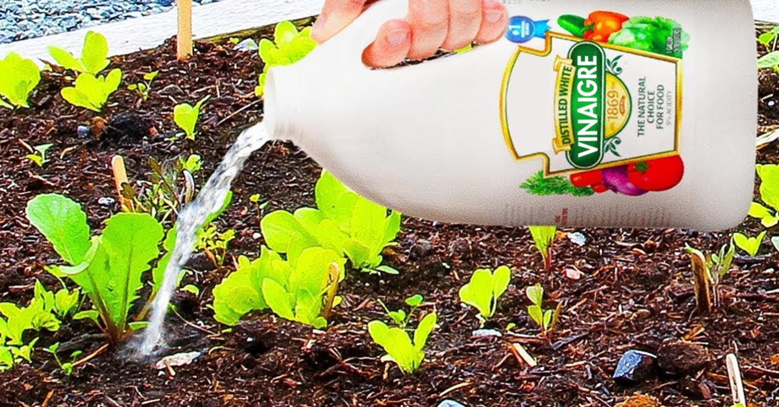 astuce du vinaigre blanc pour un jardin sain