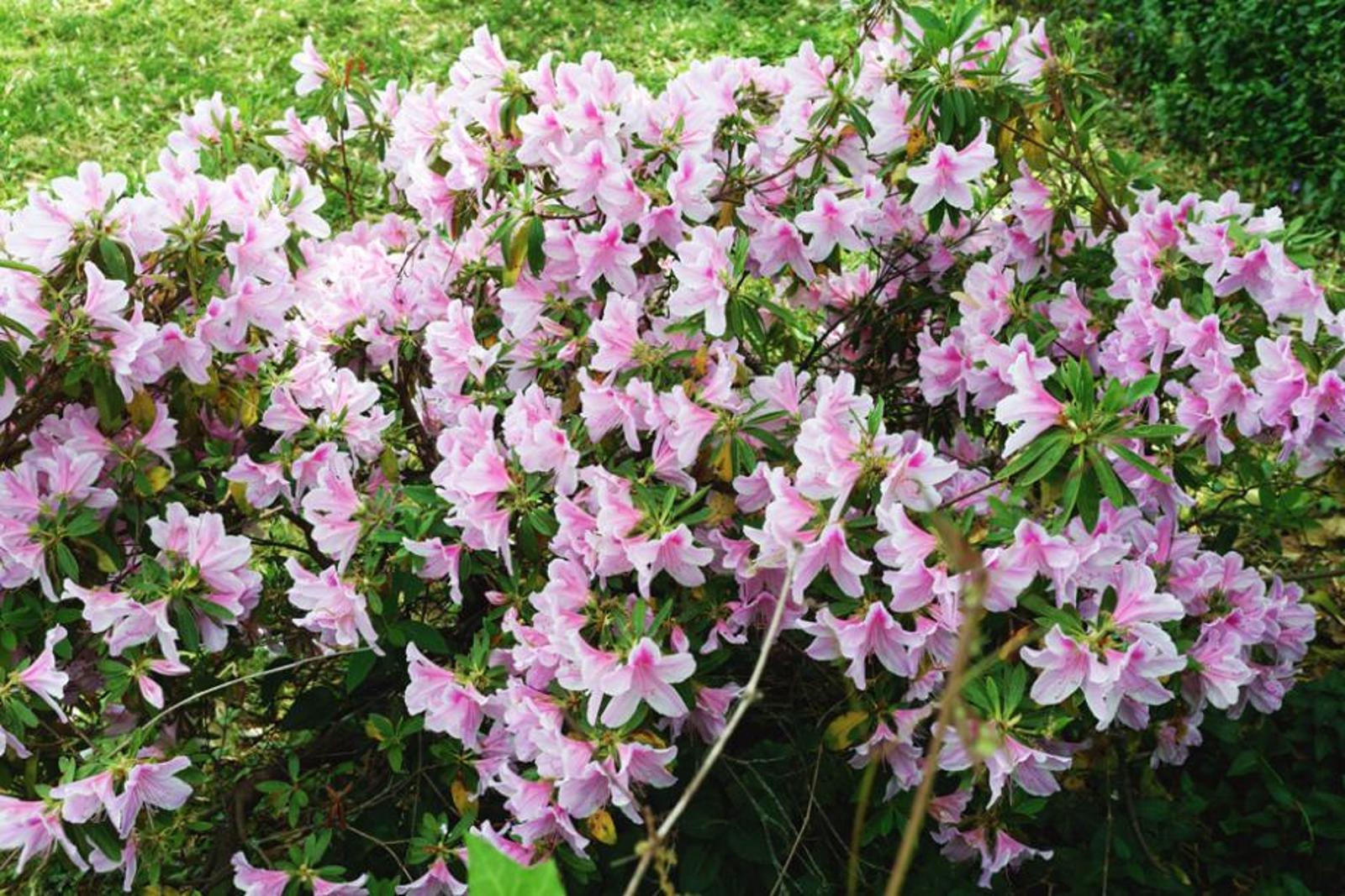 comment faire fleurir vos azalées tout au long de l année