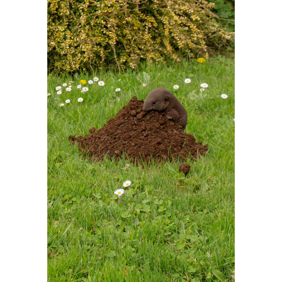 Comment Lutter Contre Les Taupes ? | Barenbrug