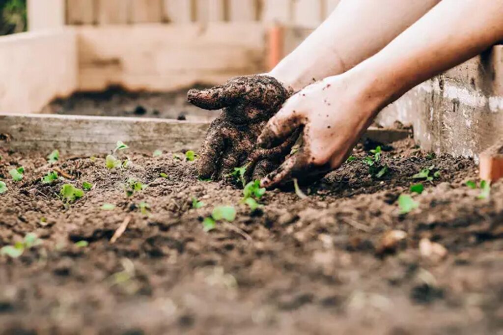 préparer votre potager pour l'hiver