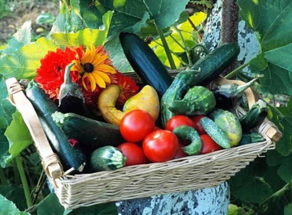 10 legumes faciles pour le potager