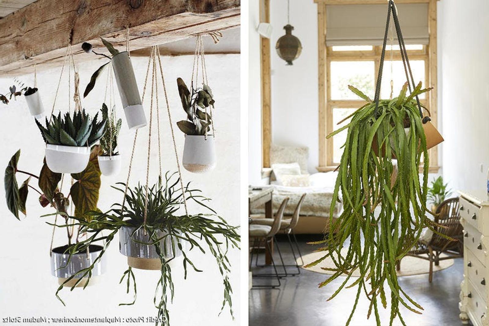 4 astuces pour suspendre vos plantes facilement