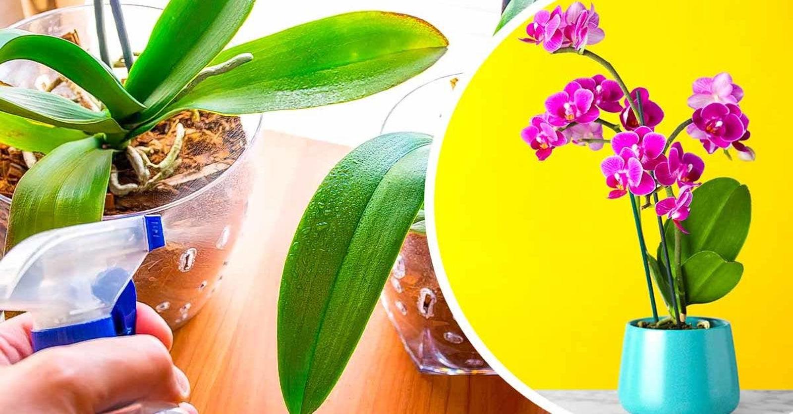 5 conseils d'entretien pour préparer votre orchidée pour l'automne