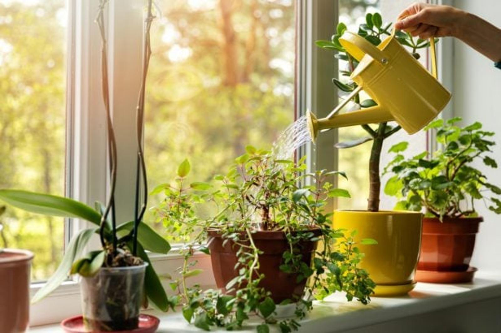 5 erreurs mortelles qui tuent vos plantes d'intérieur