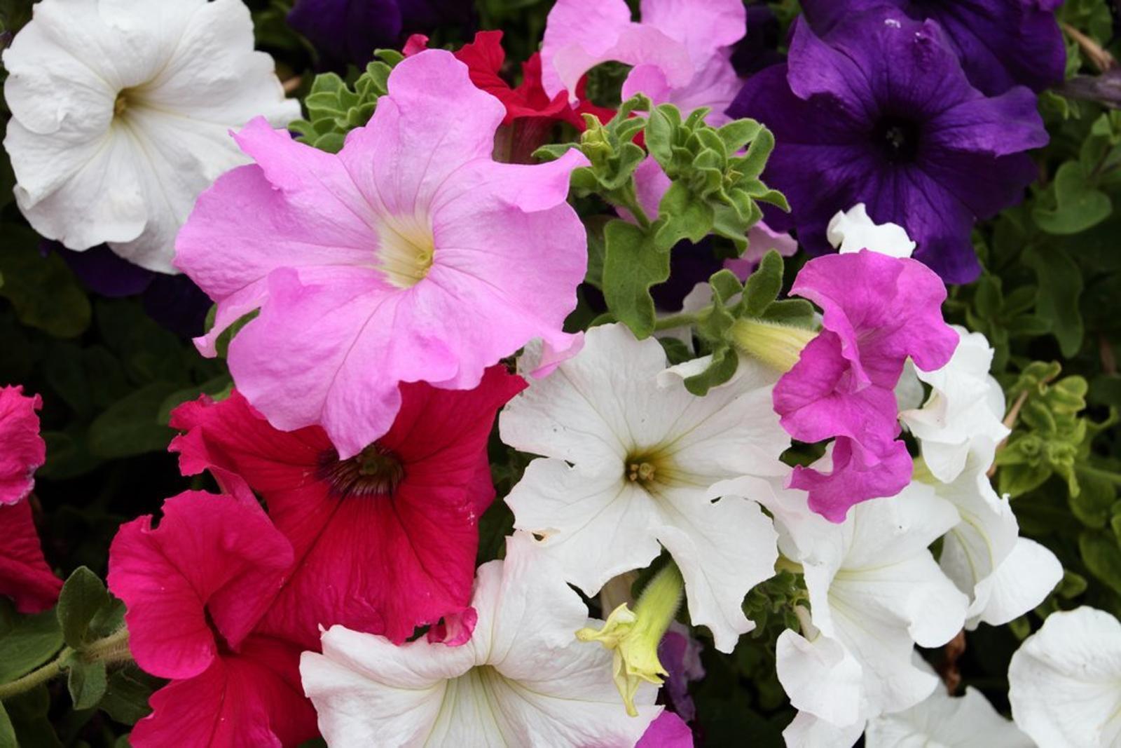 5 fleurs à faible entretien à planter en octobre