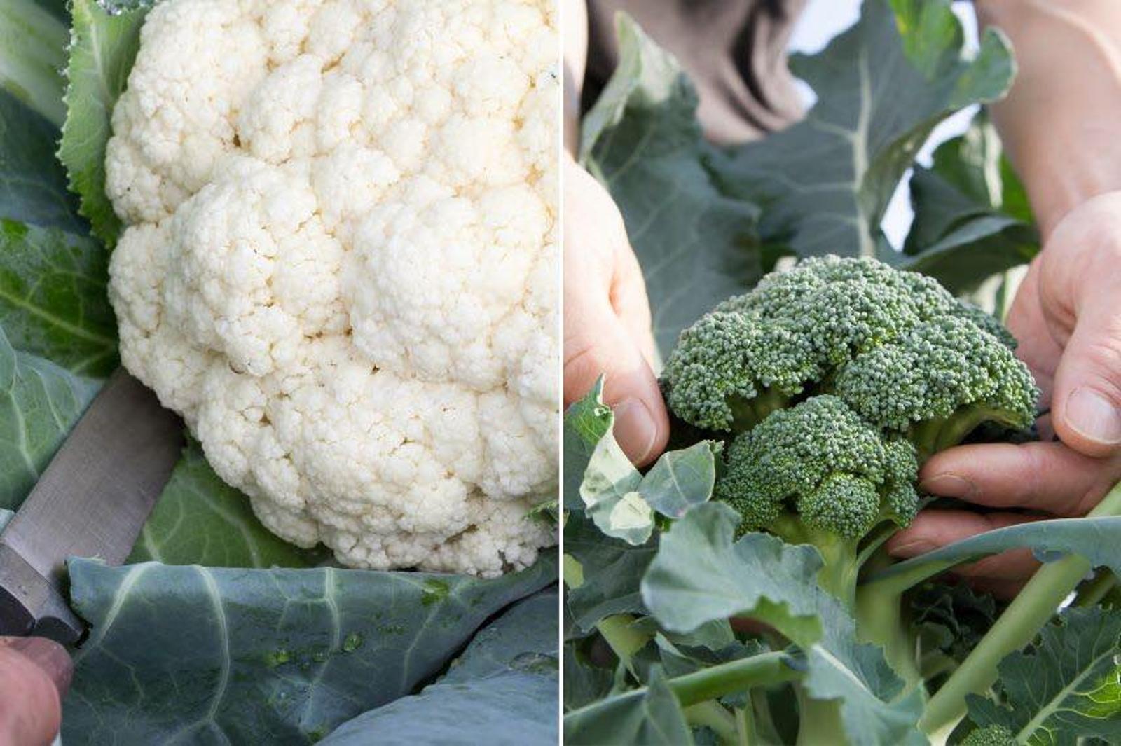 5 légumes pour une récolte d'automne incroyable à semer ce mois-ci