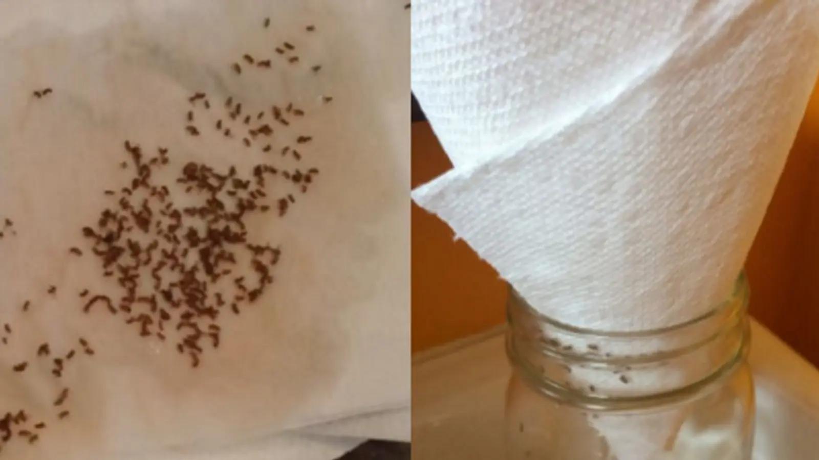 Adieu moucherons Les techniques ancestrales pour une cuisine propre