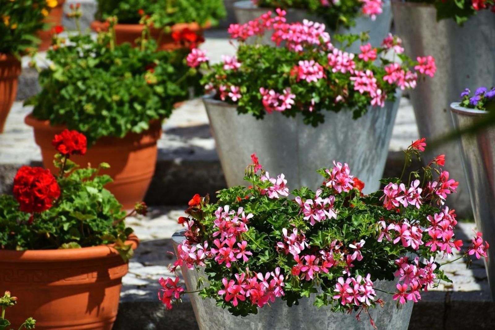Astuce alsacienne géraniums fleuris tout l'hiver c'est possible