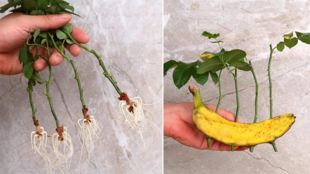 Bouture de rosier dans une banane