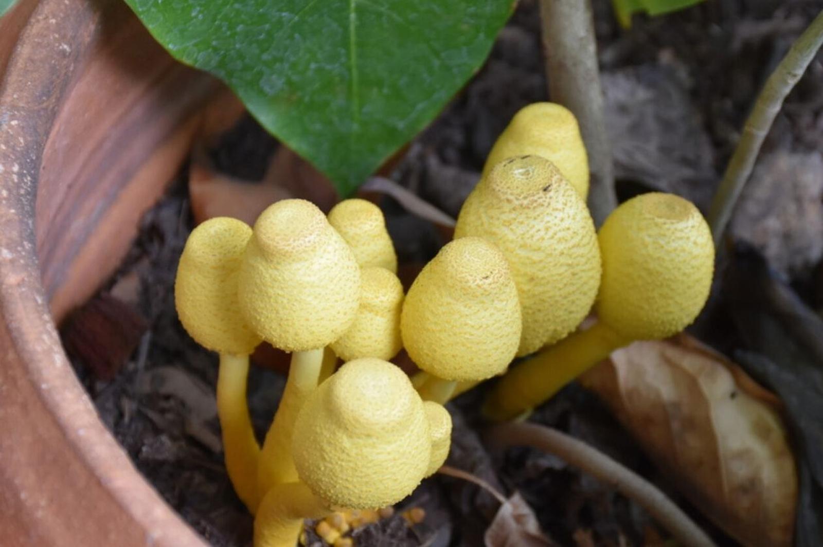 Champignons d'intérieur ne faites surtout pas cette erreur fatale