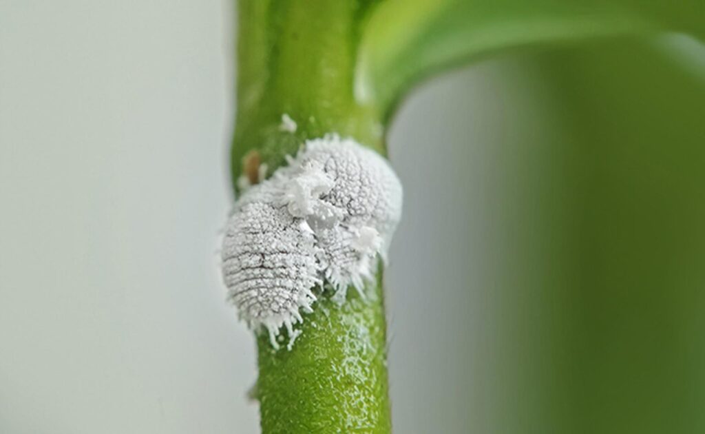 Cochenille : les traitements naturels