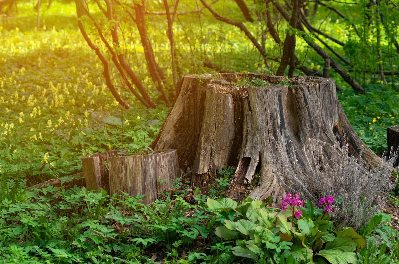 Comment éliminer une souche d'arbre en un temps record