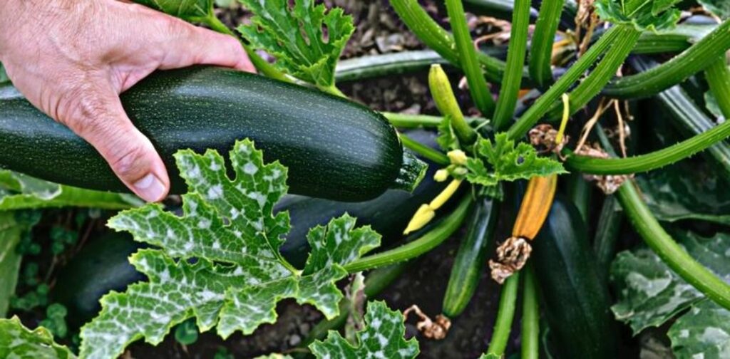 Courgettes en octobre le guide complet pour une récolte abondante