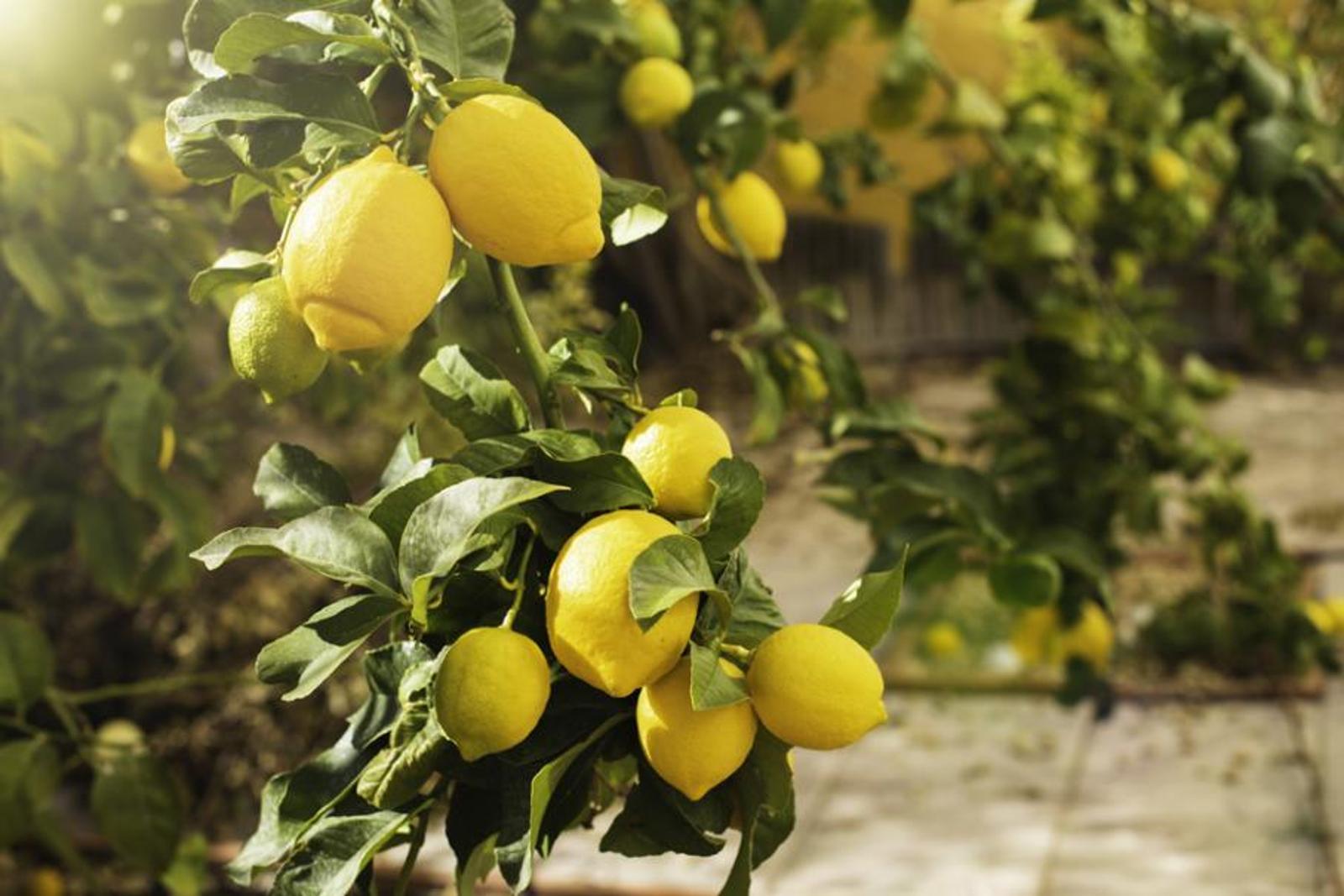 Efficacité garantie 4 engrais pour citronniers