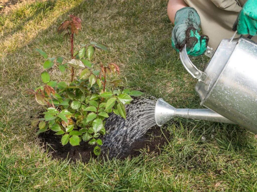 Engrais naturel pour arbustes boostez vos plantes sans une goutte de chimie