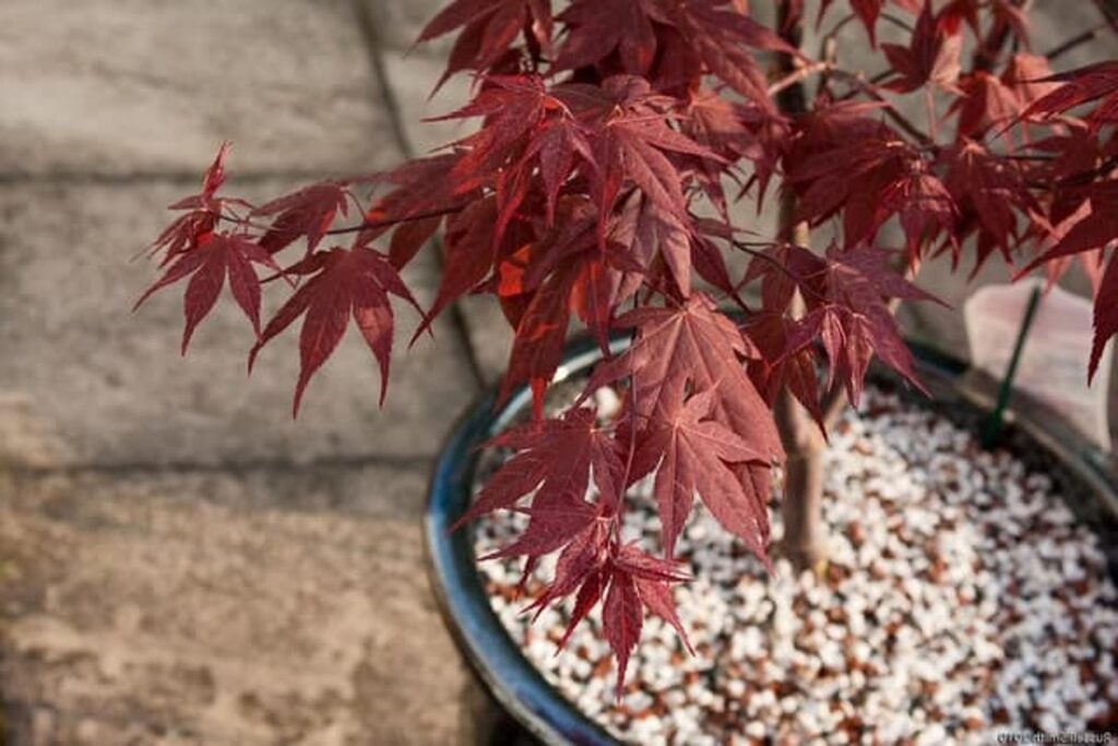Érable du Japon taillez-le comme un pro et maintenez sa beauté