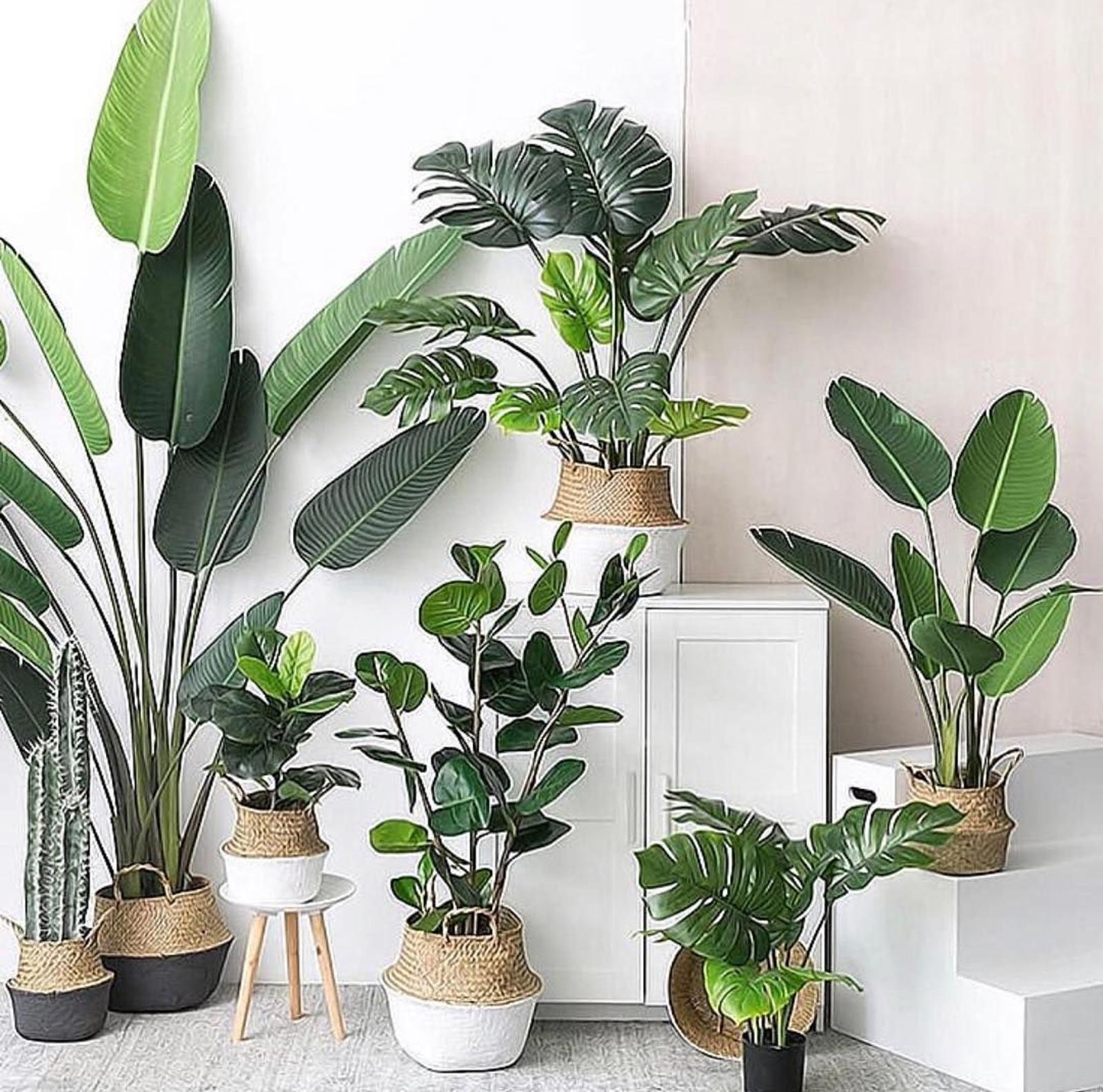 Feng Shui ces plantes d’intérieur vous portent malheur attention