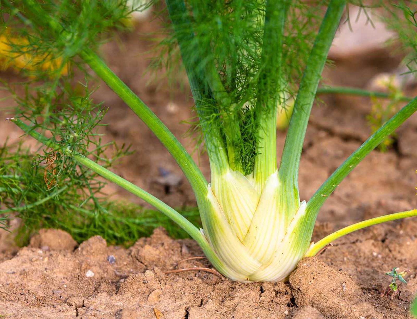Fenouil La plante aux mille vertus que vous devez cultiver