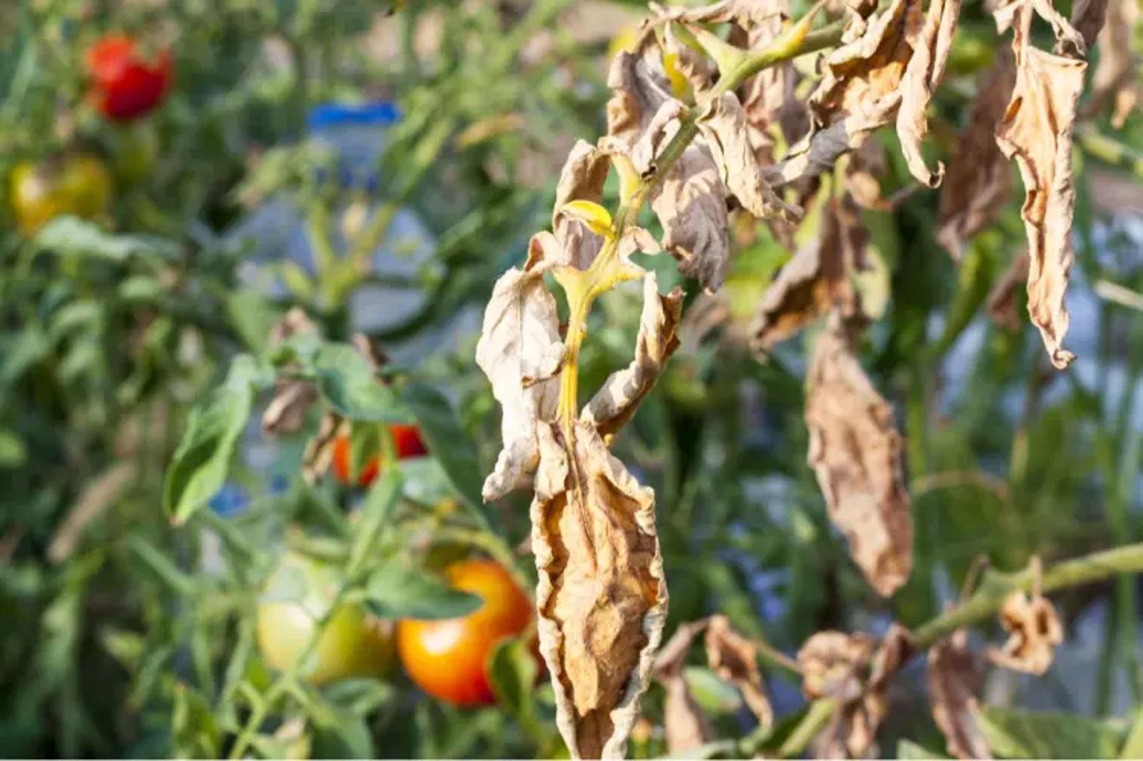 Feuilles de tomates sèches Voici les solutions rapides