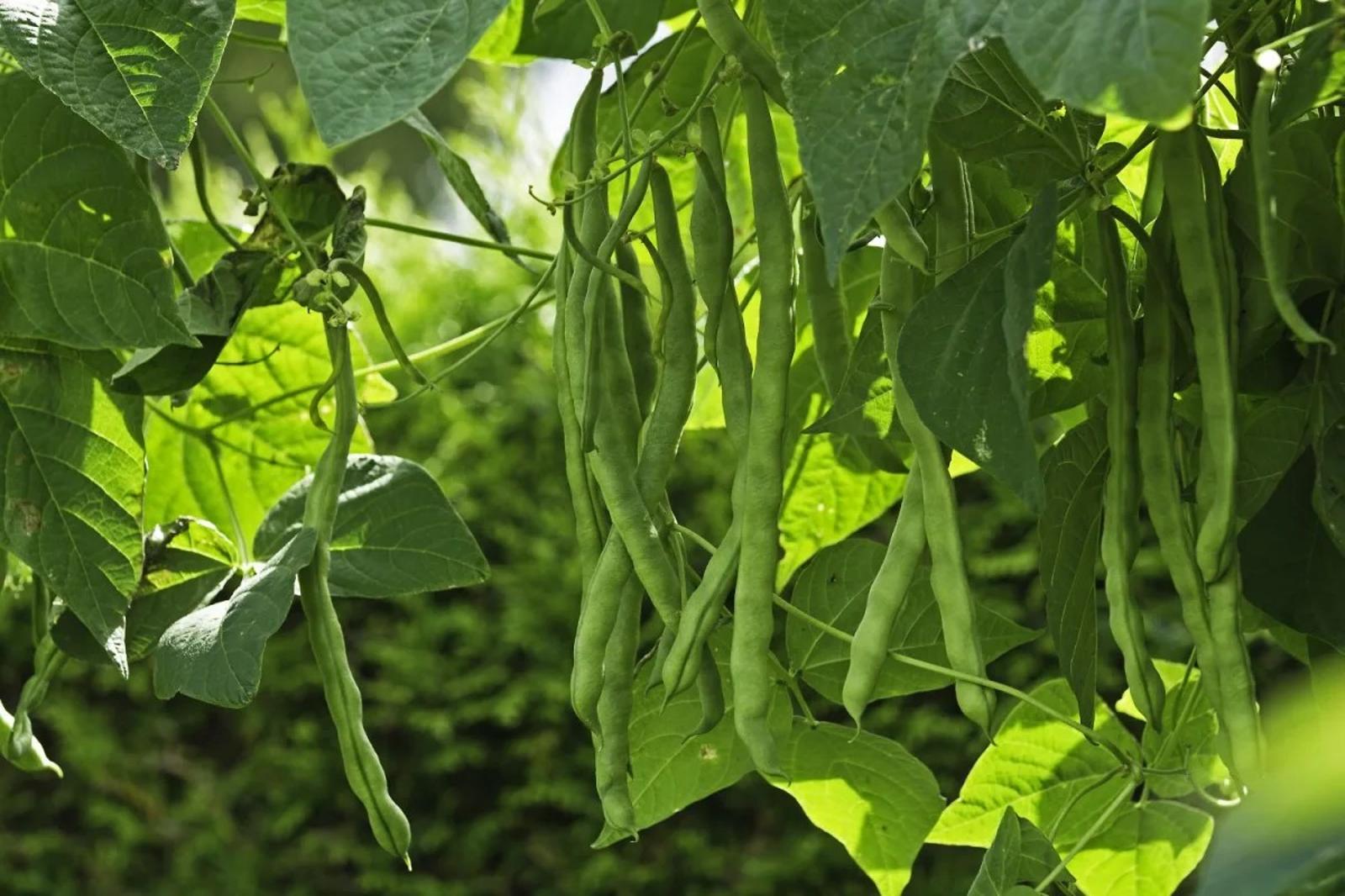 Haricots verts l'engrais naturel pour une récolte abondante et saine