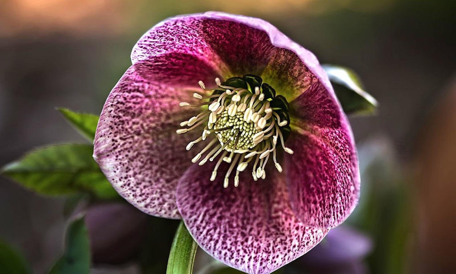 Hellébores comment sublimer cette fleur exceptionnelle