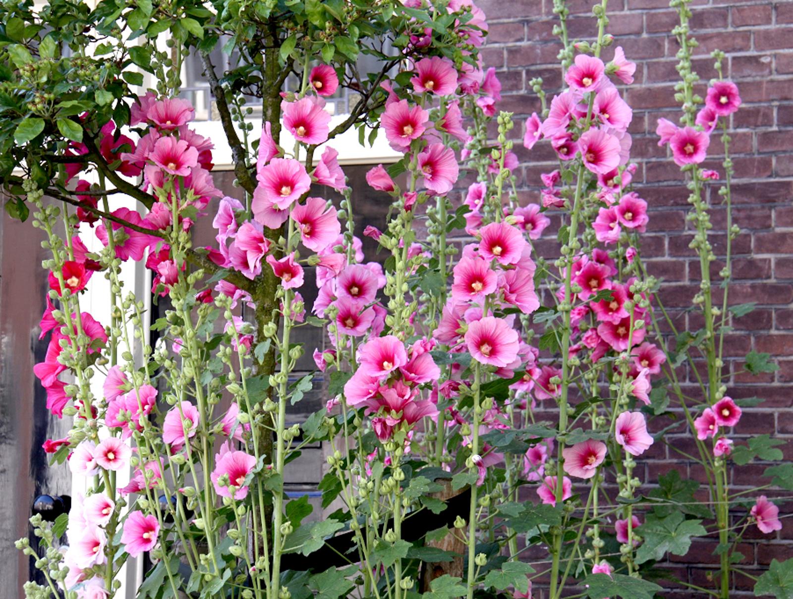 Le meilleur moment pour semer des roses trémières