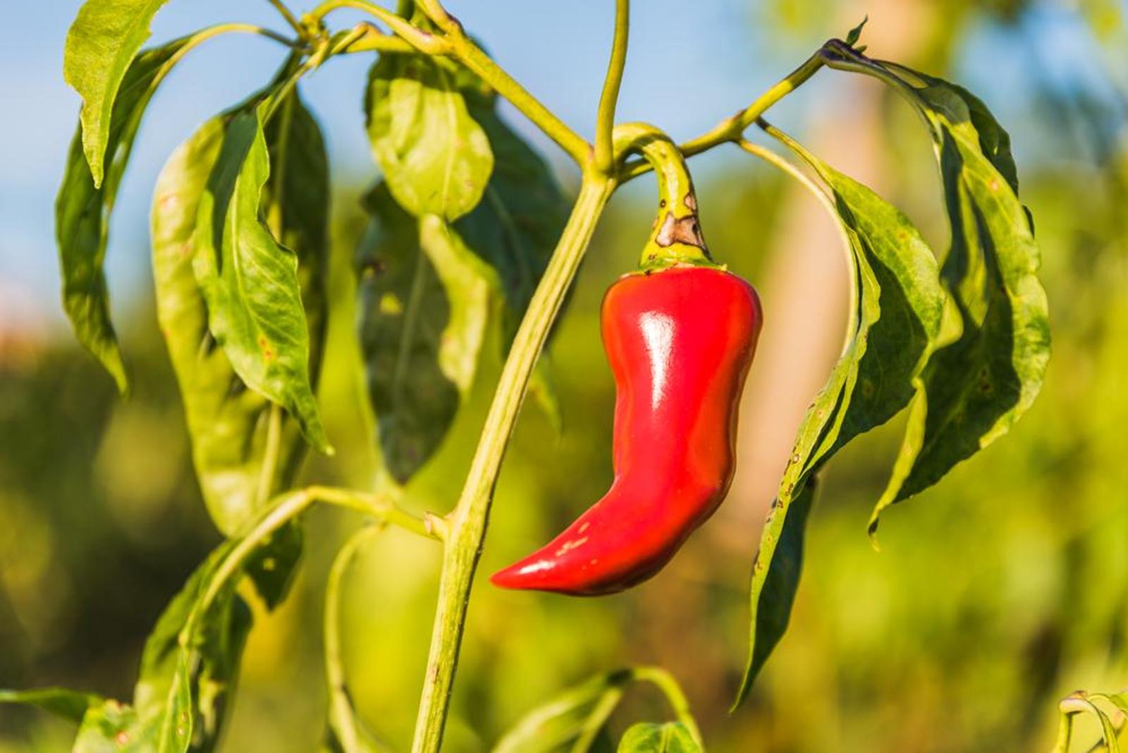 Le piment Les astuces pour une culture réussie