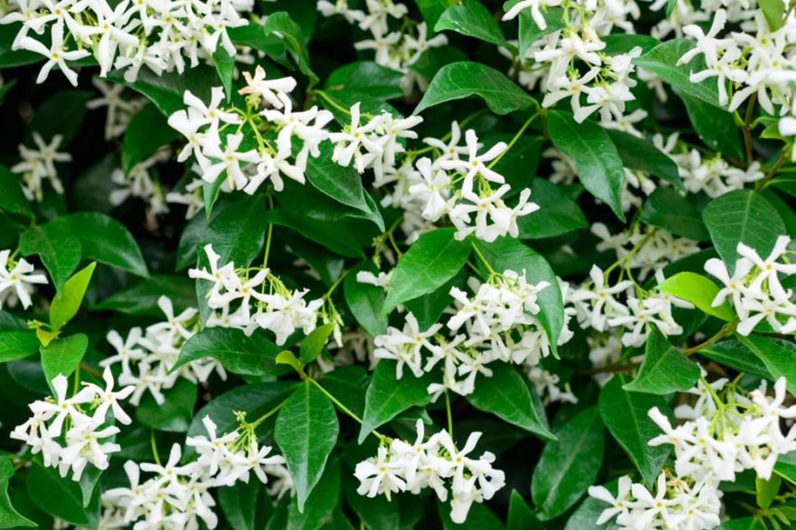Les 5 meilleures plantes grimpantes fleuries