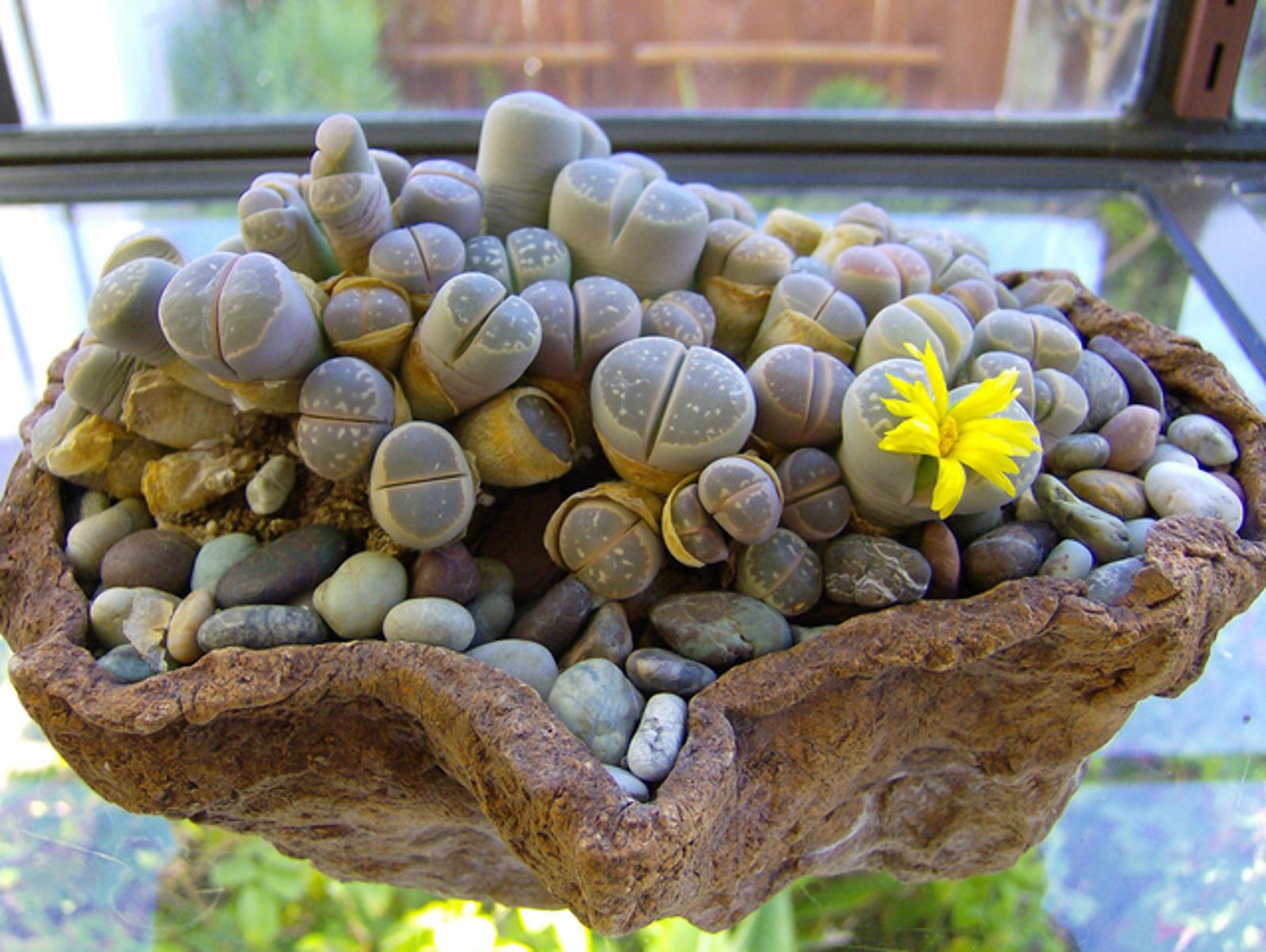 Lythops tout sur ces plantes-cailloux étranges