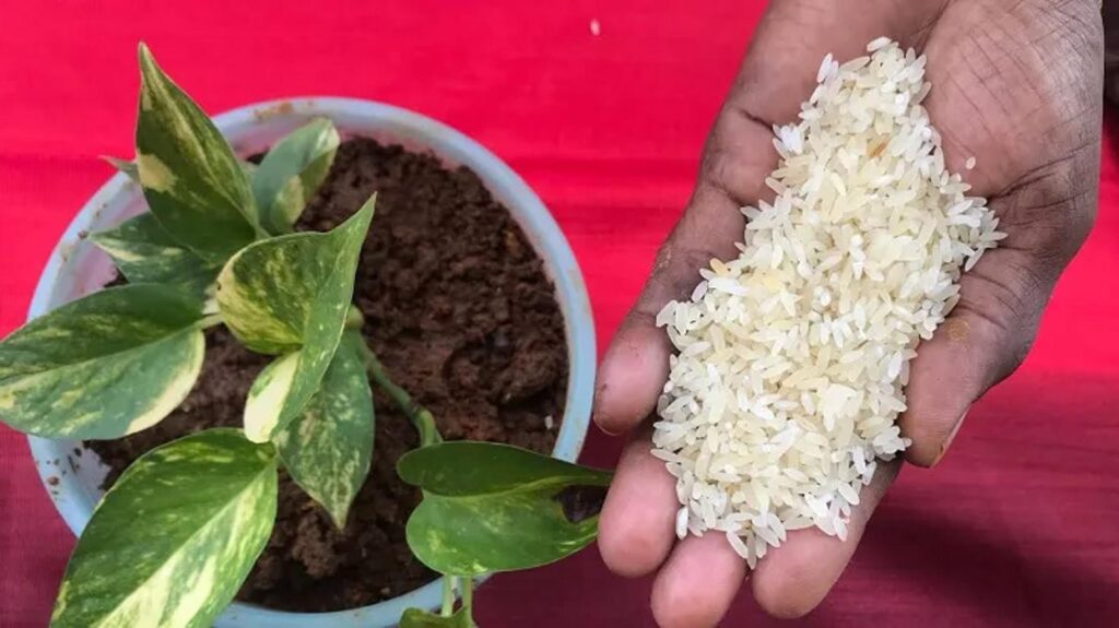 Pourquoi mettre du riz dans vos pots de fleurs