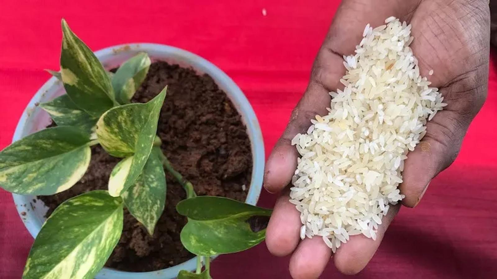 Pourquoi mettre du riz dans vos pots de fleurs
