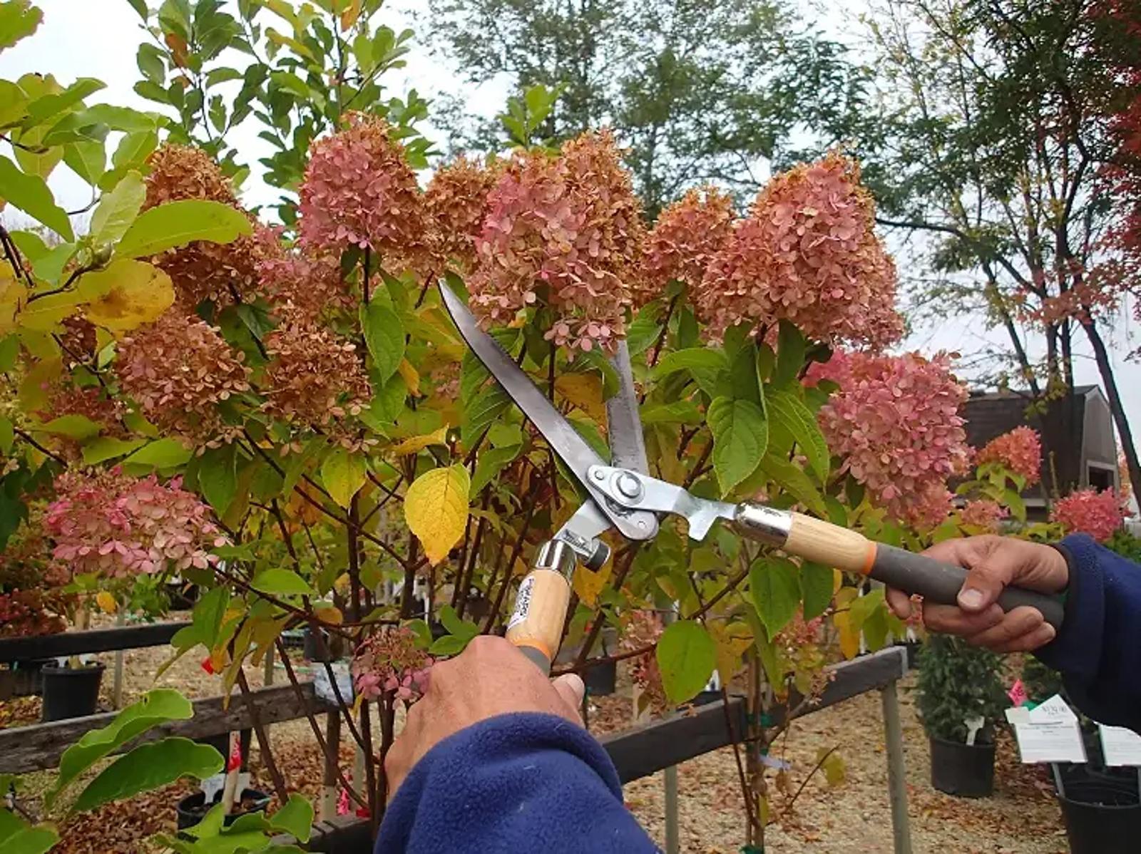 Pourquoi tailler ces plantes en octobre est une question de vie ou de mort