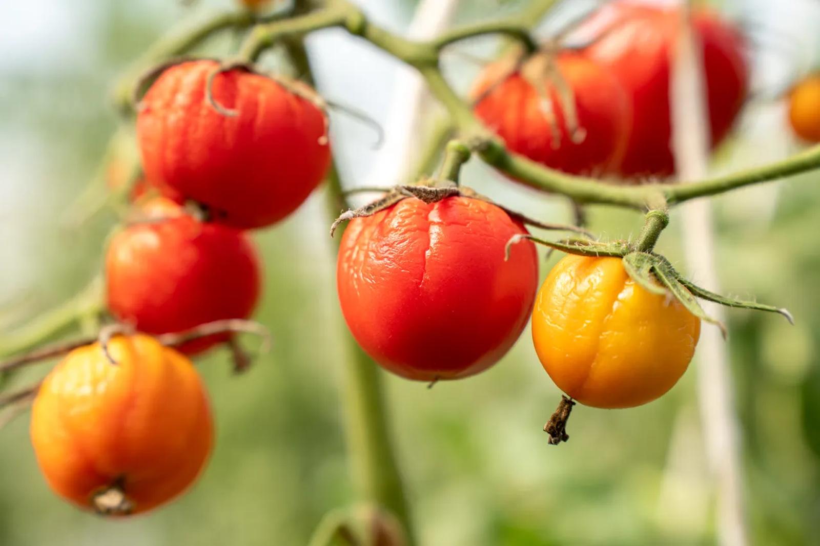 Pourquoi vos plants de tomates sont-ils en danger