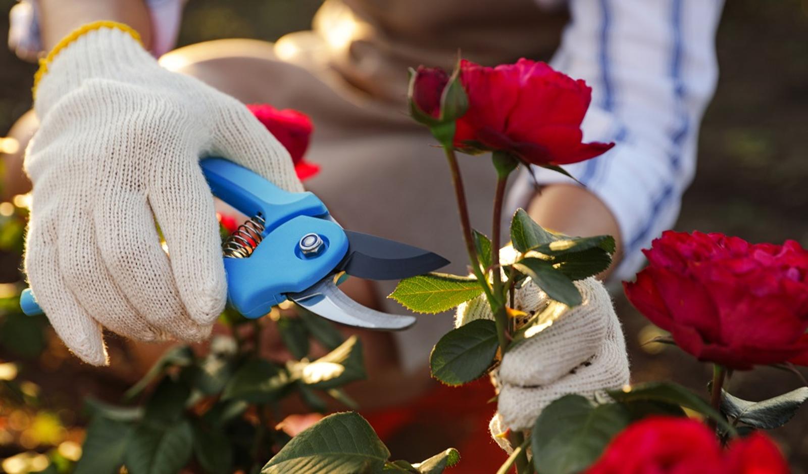 Quelle est la période idéale pour tailler vos rosiers