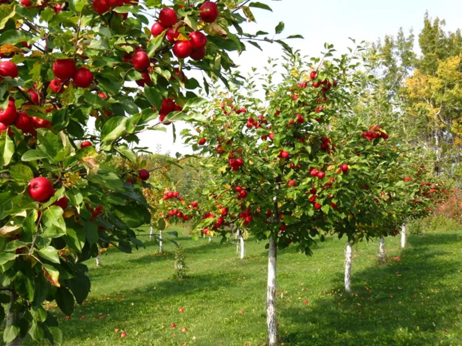 Quels arbres fruitiers tailler en octobre
