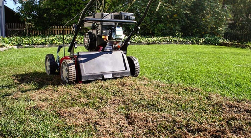 Scarification pelouse d'automne ne ratez pas cette étape cruciale pour votre pelouse