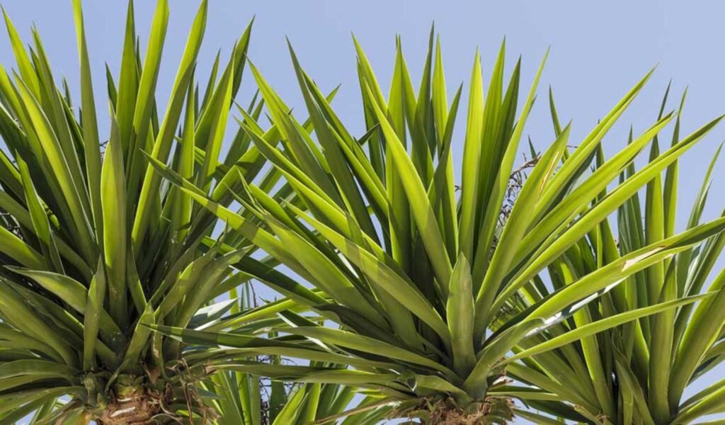 Taille du yucca les conseils des pros pour une croissance optimale