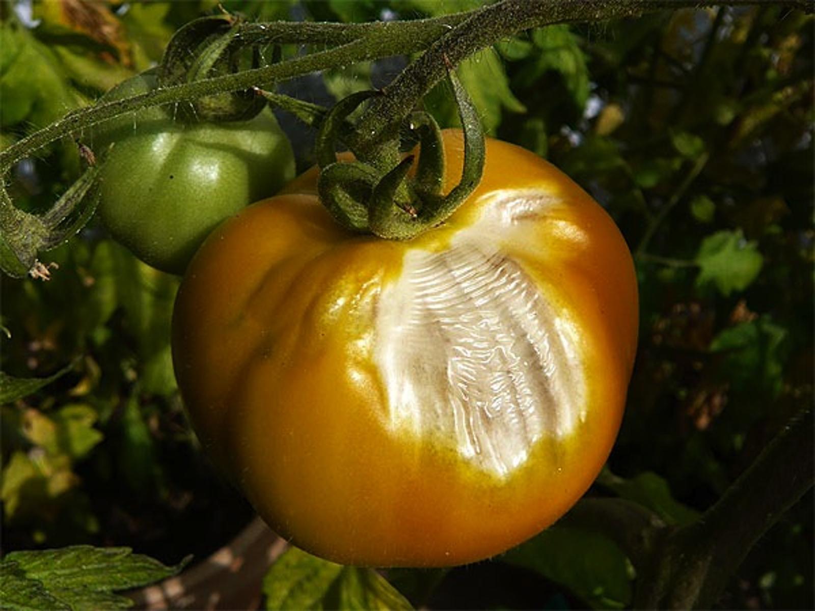Tomates brûlées symptômes, causes et prévention en un clin d oeil