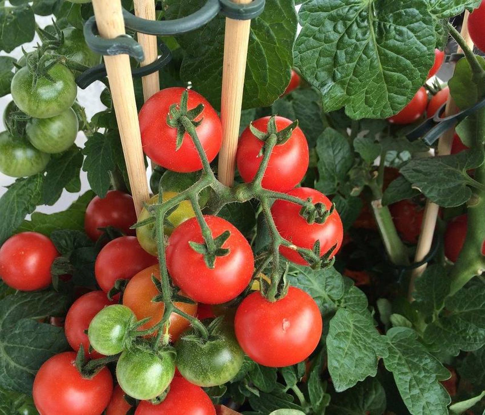 Tuteurs à tomates faits maison