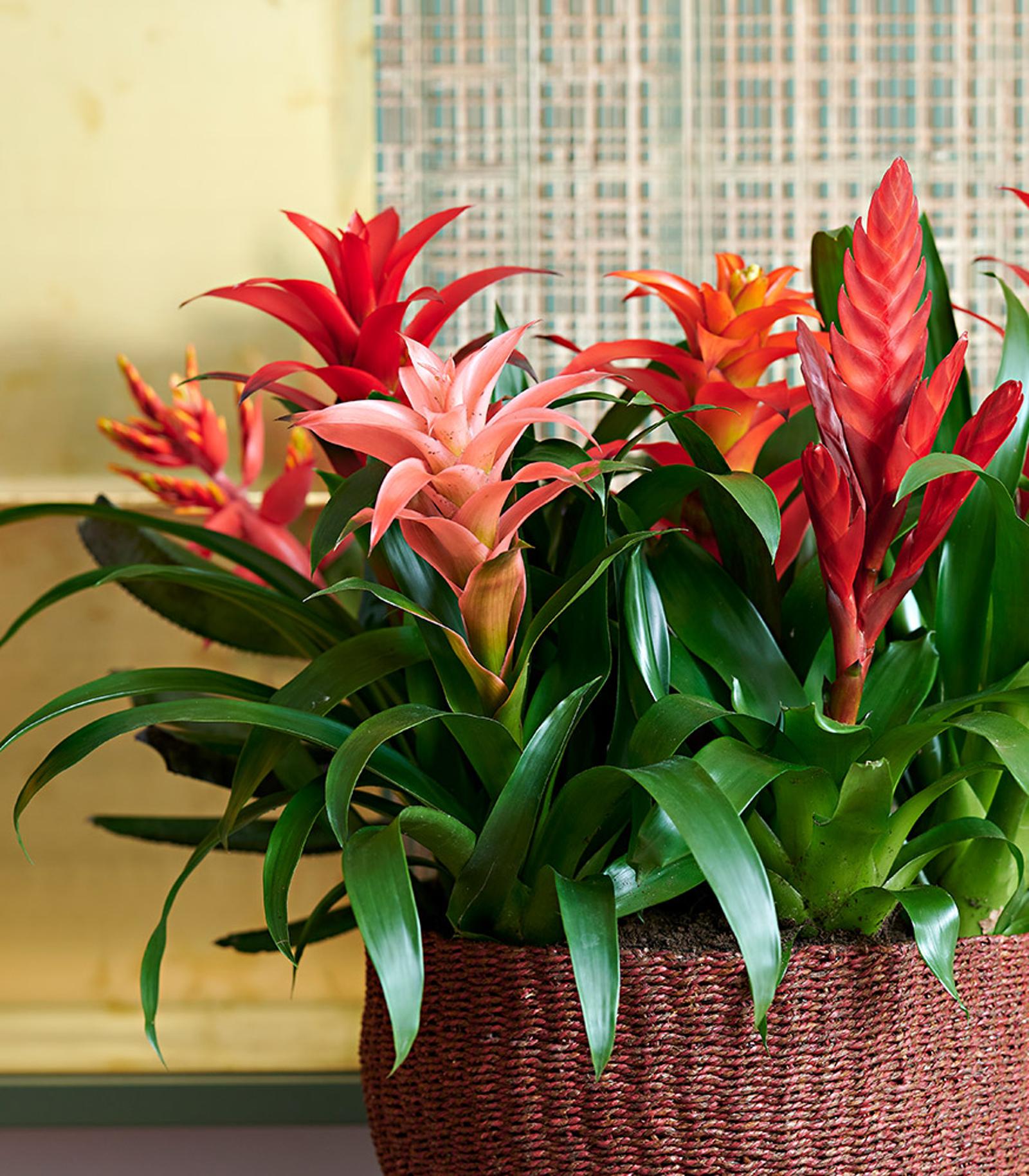 Un bromelia guzmania
