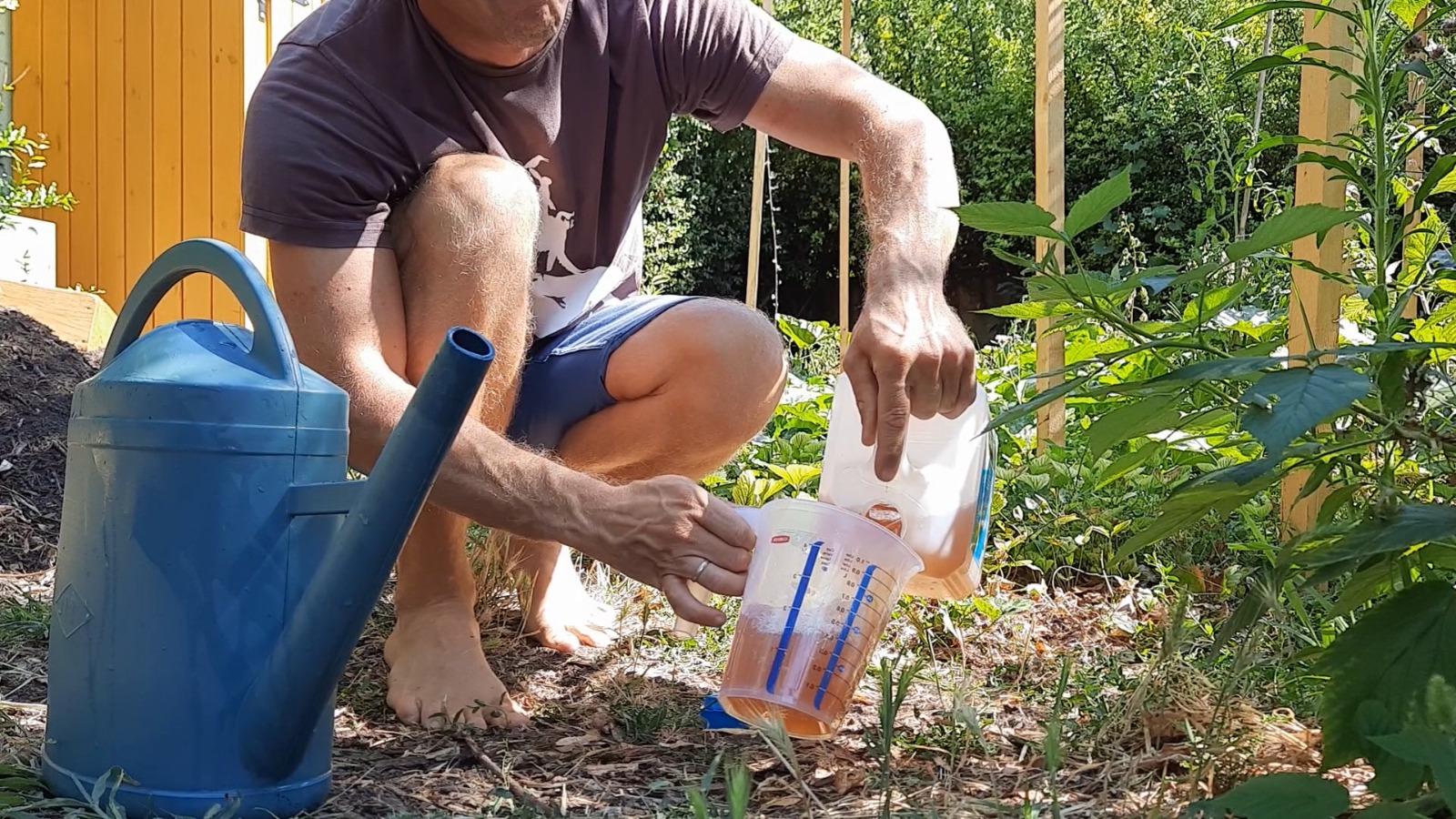 Urine comme engrais naturel